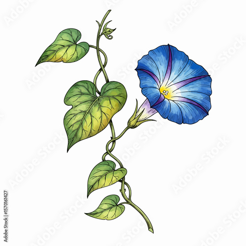 A Blue Morning Glory
