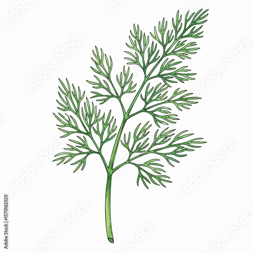 A Sprig of Fresh Dill