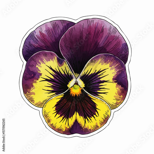 A Purple Pansy