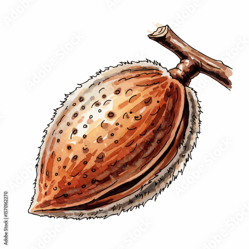 An Almond on Branch