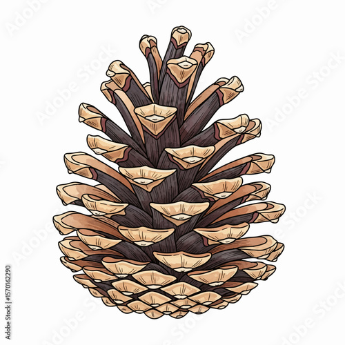 An Open Pinecone