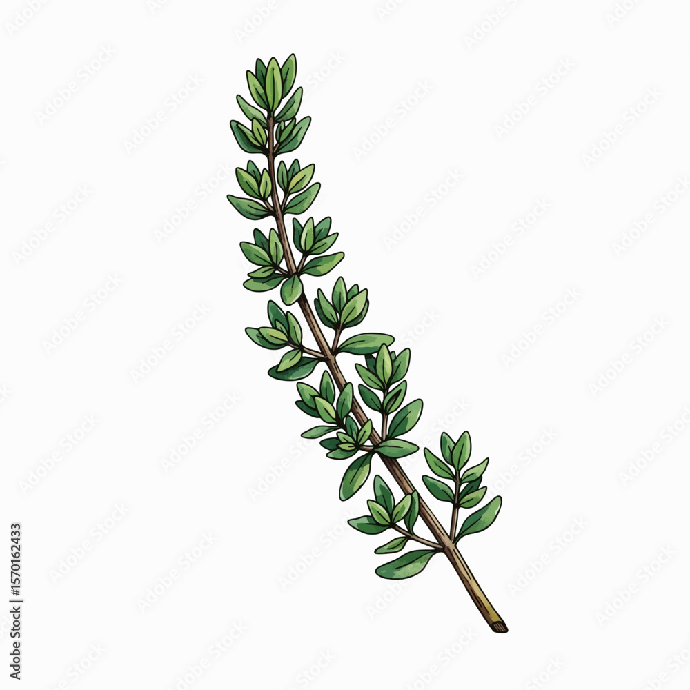Fototapeta premium A Sprig of Thyme