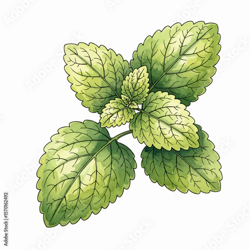 A Sprig of Lemon Balm
