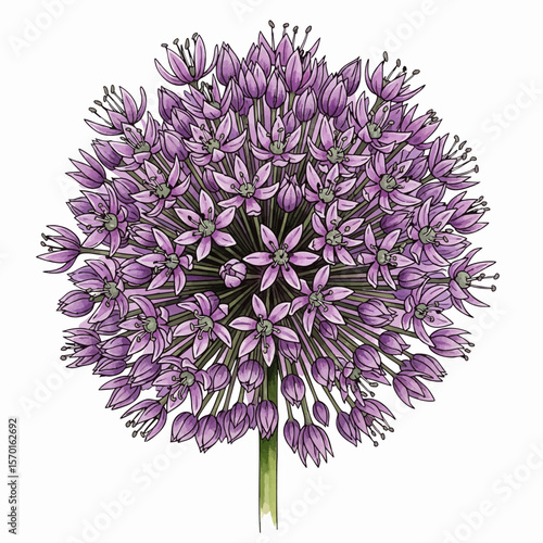 A Purple Allium Blossom