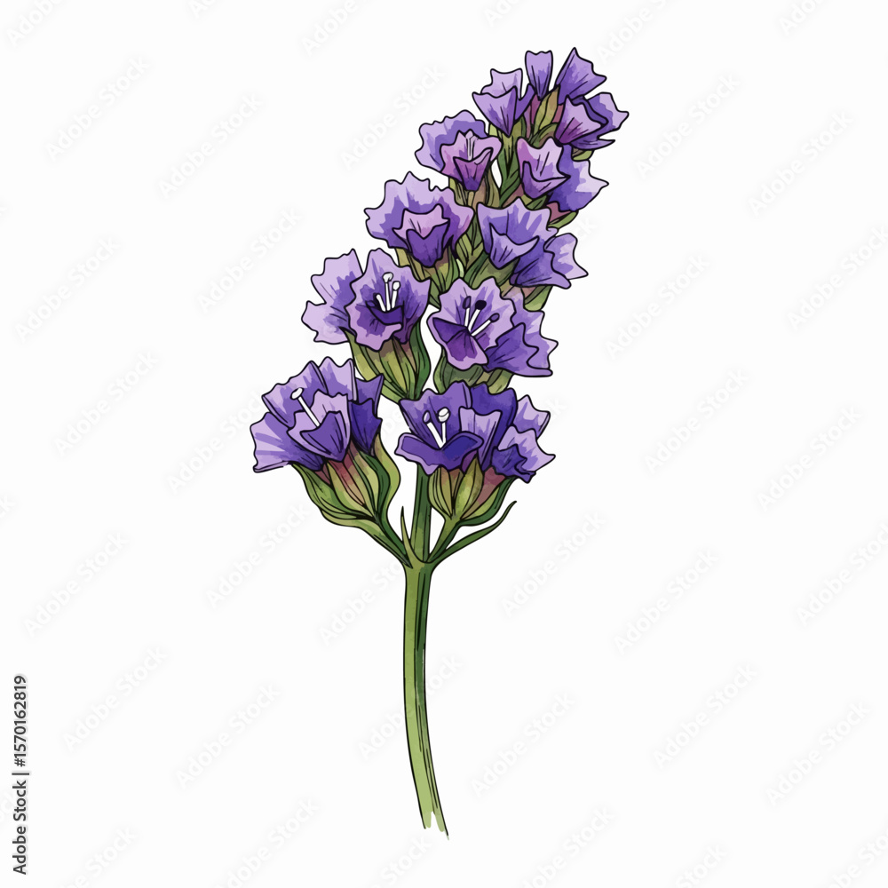 Obraz premium A Purple Statice Flower