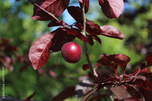 frucht der kirschpflaume im sommer