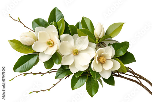 Elegant Magnolia Blossoms A Stunning Floral Arrangement of White Flowers and Lush Green Leaves