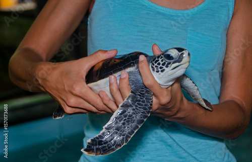 Biologist holding rescued baby sea turtle in sanctuary