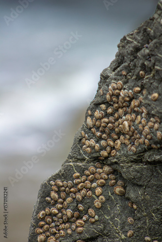 Barnacle Beach Cliff