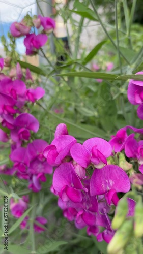 Slide shot of vivid pink sweet peas in full bloom