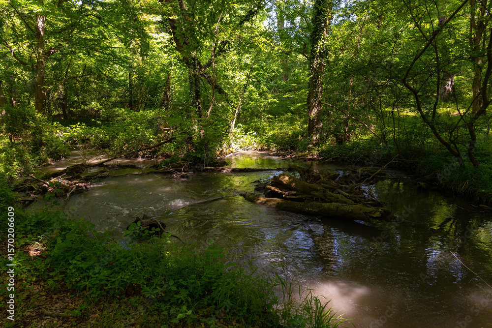 Naklejka premium A small summer river in the forest.