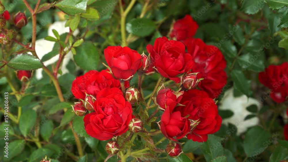 The 'Ondella' carpet rose bursts with vivid red flowers in large clusters, blooming profusely from spring to late autumn on a compact, finely foliated shrub. The 'Ondella' carpet rose bursts with vivid red flowers in large clusters, blooming profusely from spring to late autumn on a compact, finely foliated shrub.