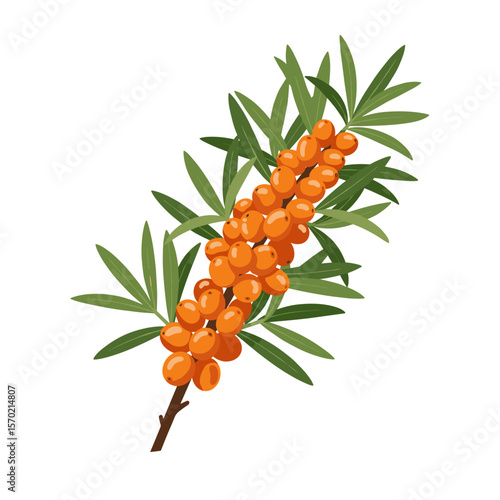 Sea buckthorn branch with orange berries and green leaves  
