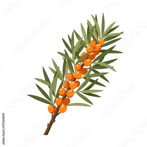 Sea buckthorn branch with orange berries and green leaves, transparent background, isolated, vector 