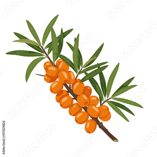 Sea buckthorn branch with orange berries and green leaves, transparent background, isolated, vector