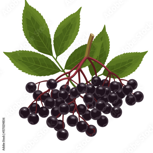 Elderberry branch with dark berries and green leaves on transparent background, isolated, vector
