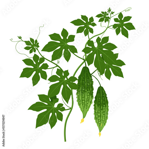 Bitter melon plant with green leaves and fruits on transparent background, isolated, vector