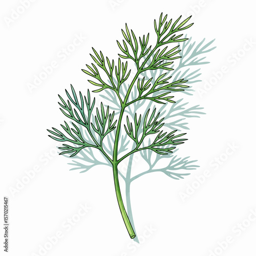 Dill Shadow