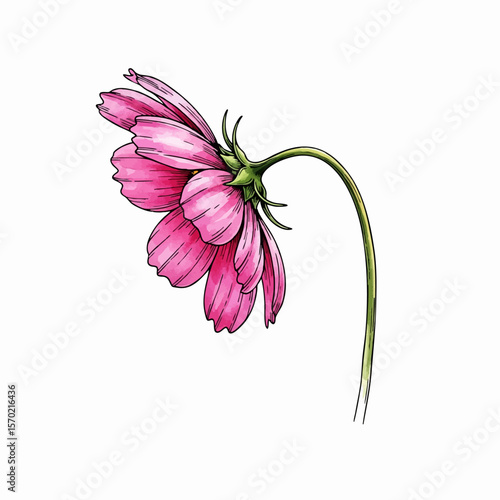 Bending Cosmos Flower
