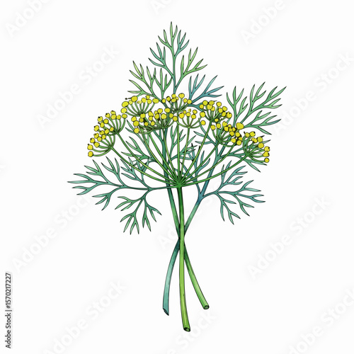 Flowering Dill