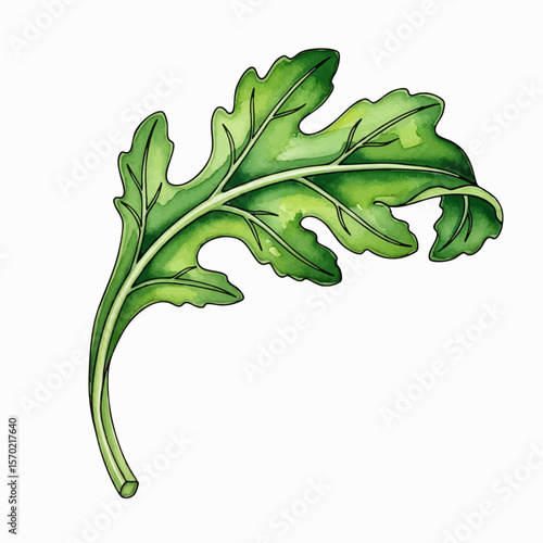 Curled Arugula Leaf