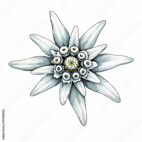 Fuzzy Edelweiss
