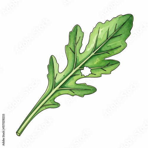 Nibbled Arugula Leaf