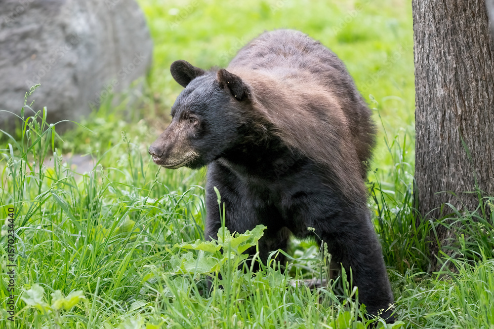 Obraz premium cinnamon and black colored bear 