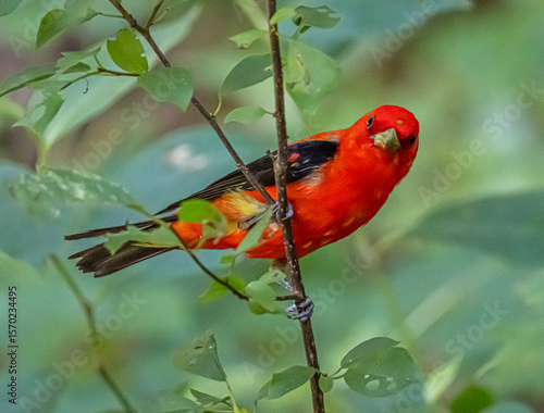 Beautiful Scarlet Tanager