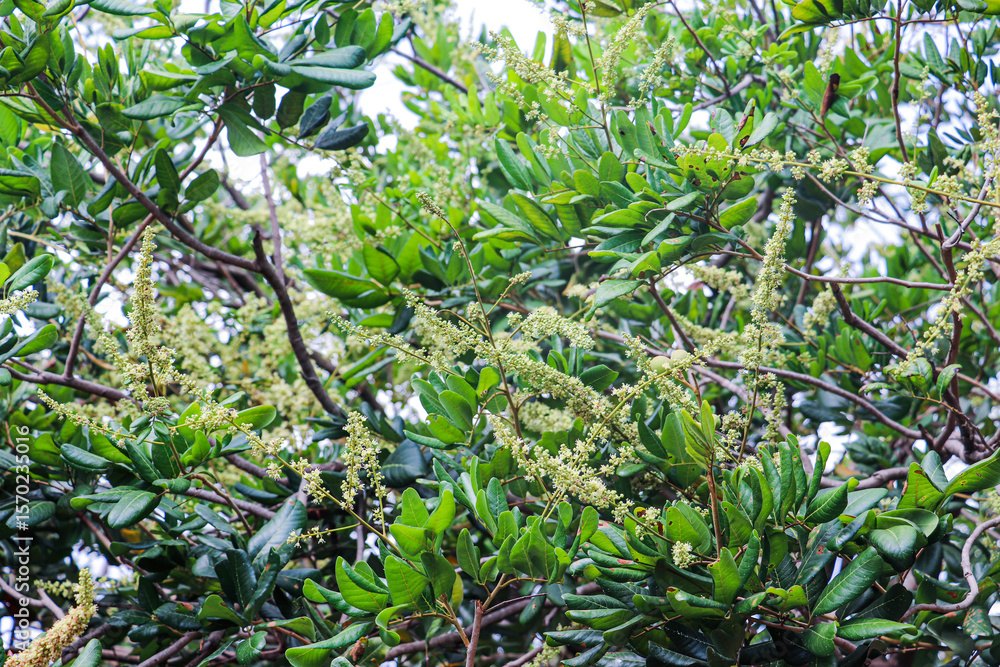 Fototapeta premium A dense canopy of longan tree branches with emerging fresh leaves