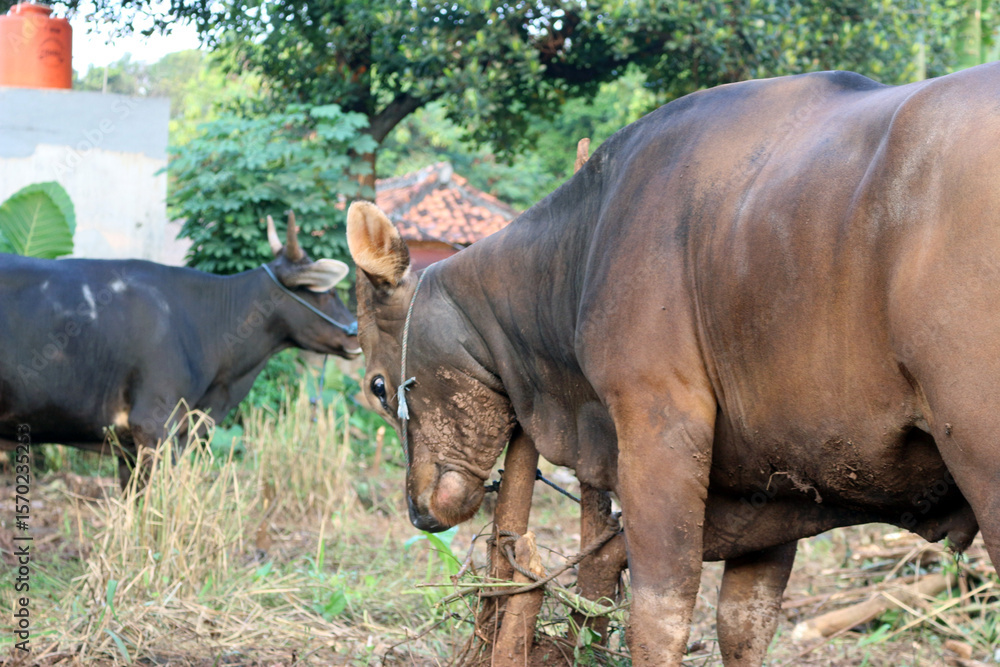 Fototapeta premium Bima cow in the yard
