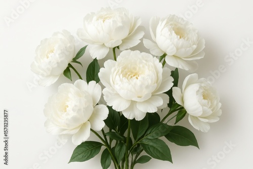 Fototapeta Naklejka Na Ścianę i Meble -  Elegant white peony flowers arranged in sophisticated botanical display against pure white background