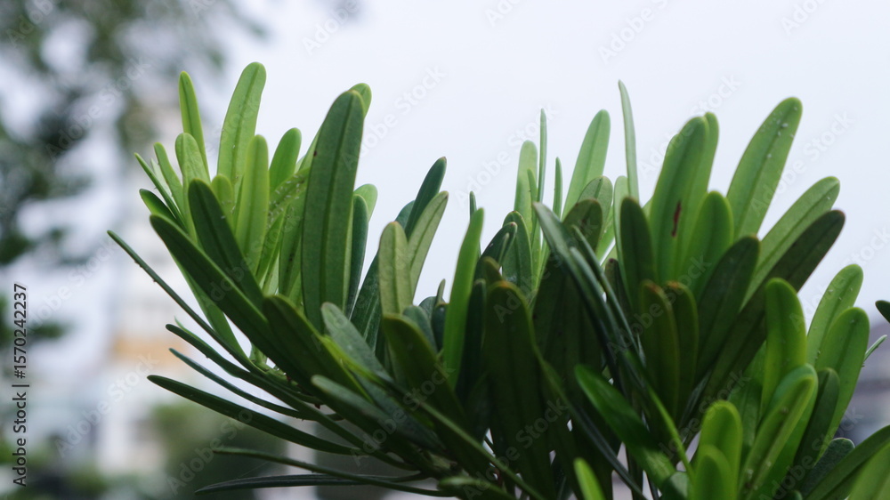 Obraz premium Lush green foliage of a plant, showcasing vibrant, elongated leaves against a blurred background.