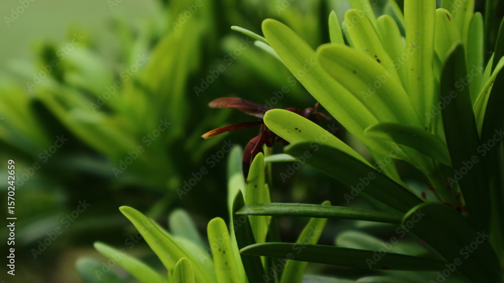 Obraz premium Close-up view of vibrant green foliage with a small, dark flower, showcasing nature's beauty.
