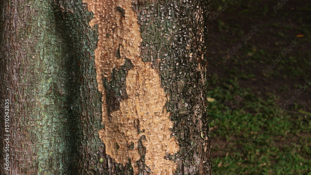 Obraz premium Tree trunk damage showing extensive bark beetle infestation.