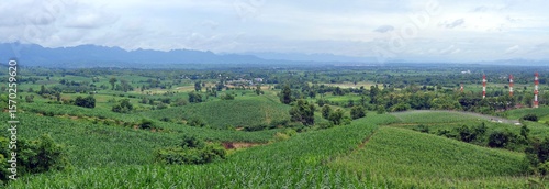 Wallpaper Mural panorama of the vineyard in the morning Torontodigital.ca
