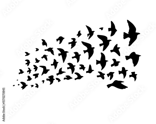 Flock of swallows in flight, silhouette of flock of birds on white background.
