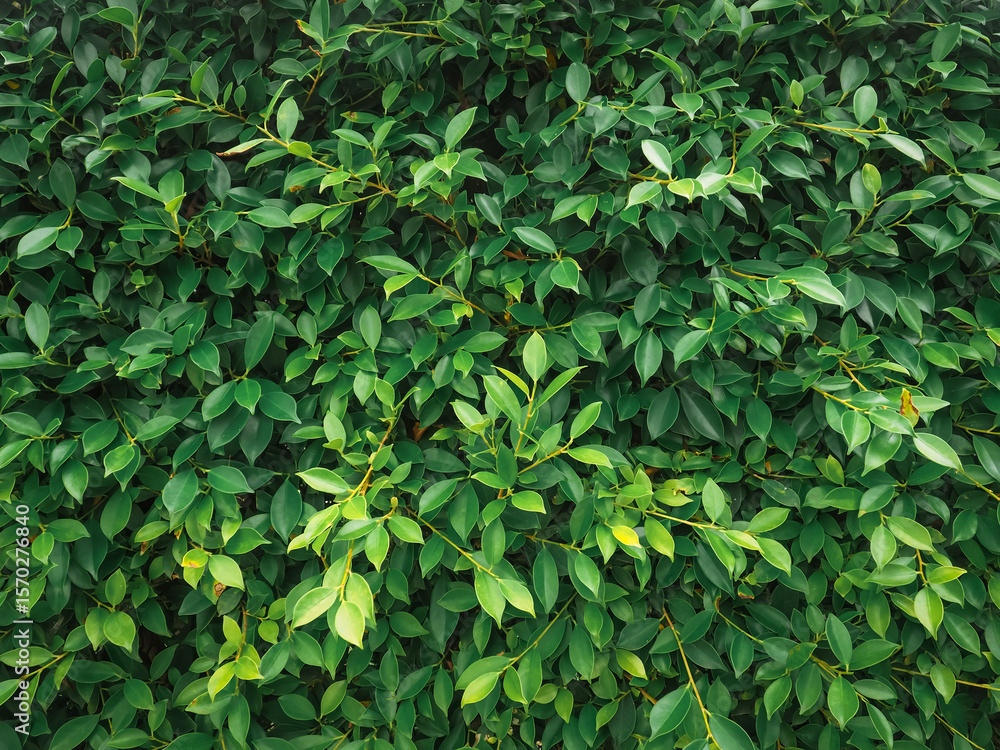 Green leaves in rainy season close up for nature and environment background. Green leaves in rainy season close up for nature and environment background.