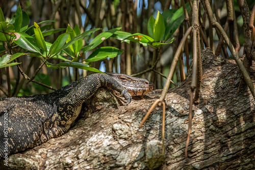Large Asian water monitor lizard resting on mangrove tree branch