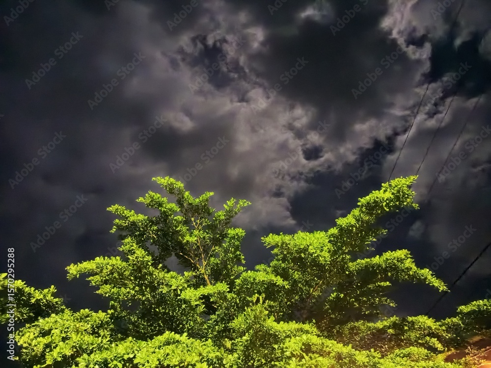 Obraz premium Lush Green Tree Branches Against Dramatic Night Sky