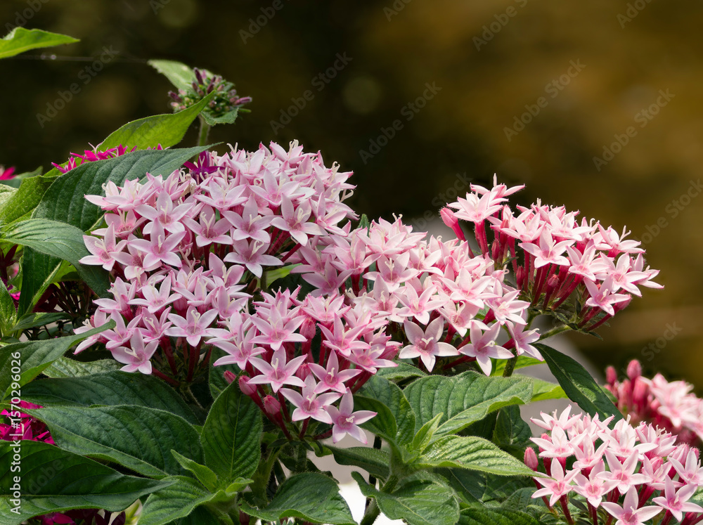 custom made wallpaper toronto digital公園に咲く薄いピンク色のペンタス