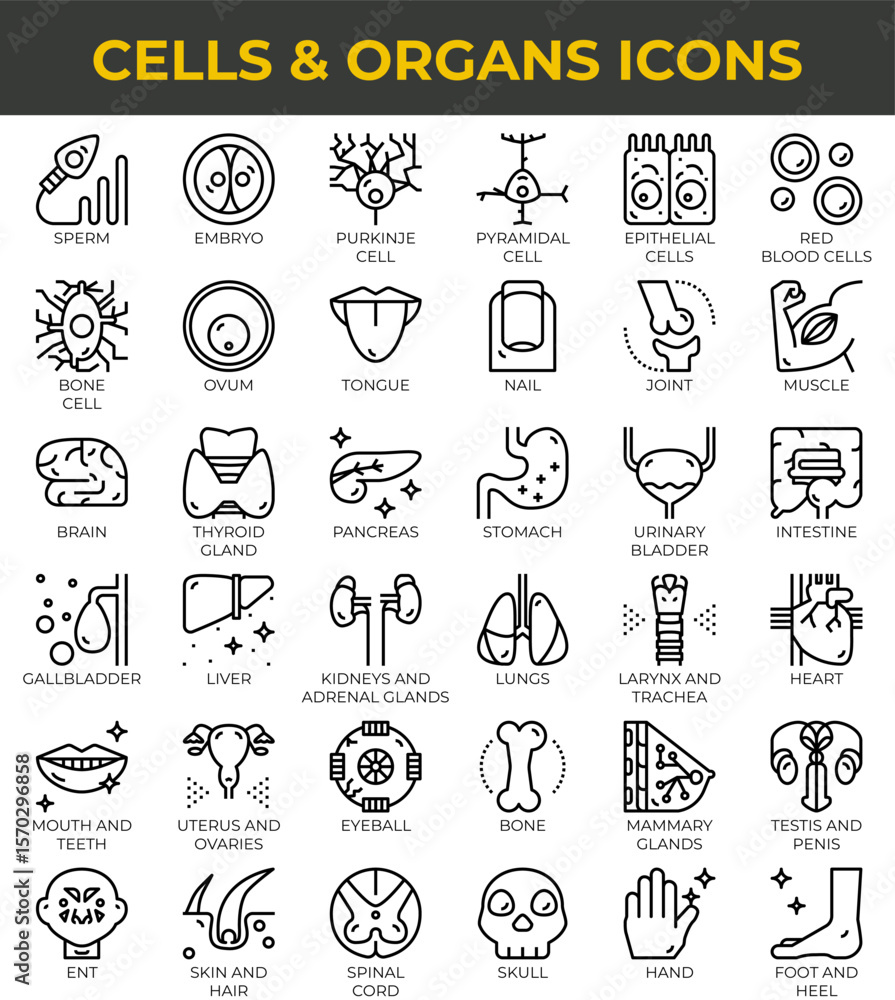 Fototapeta premium Human cells and organs icons set in outline style medical collection.