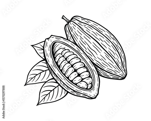 Cocoa Bean Pods Vector Illustration with Leaves, Detailed Black and White Art