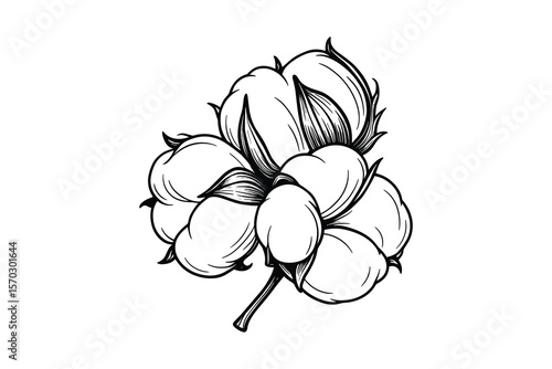 Detailed Cotton Flower Vector Illustration with Delicate Petal and Stem Design