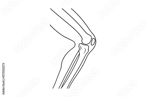 Detailed Knee Joint Anatomy Vector Illustration for Medical and Educational Use