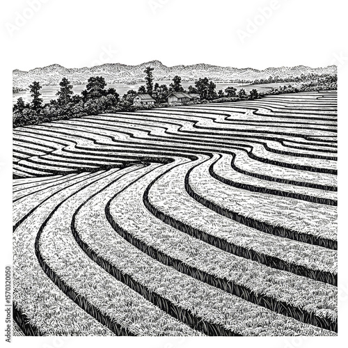 Hand Drawn Vector Rice Field Terrace Transparent Background PNG