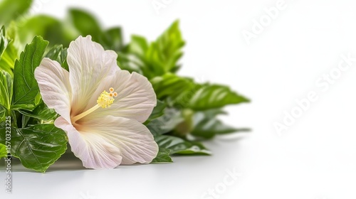 Delicate Pink Hibiscus Flower Surrounded by Lush Green Leaves on a White Background for Nature Themes