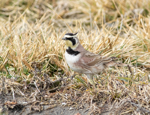 Horned Lark on the grassy ground