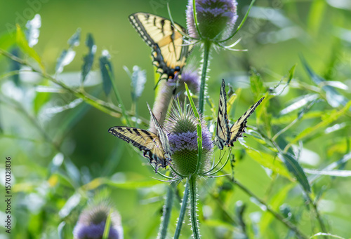 Tiger Swallowtail butterflies on purple thistle flower