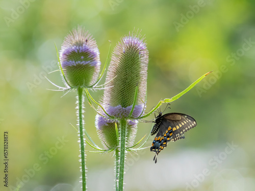Black Swallowtail butterfly on thistle bloom